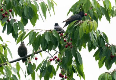 The starlings eat the harvest of ripe cherry. Agricultural pest. Selective focus. clipart