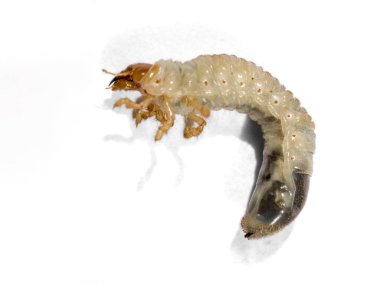 Beyaz chafer grub izole üzerinde beyaz arka plan. Mayıs böceği larvası. Seçici odak.
