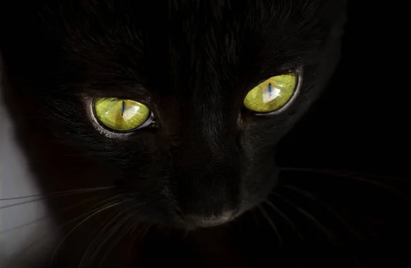 Visage Chat Noir Aux Yeux Verts Gros Plan Concentration Sélective — Photo