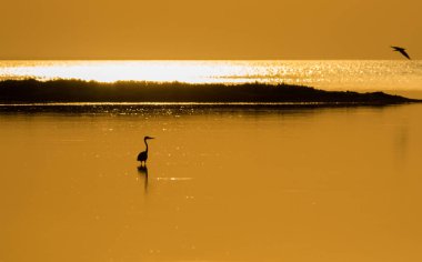 Siluet su Bay deniz günbatımı zemin karşı duran bir eroin olacak. Seçici odak.