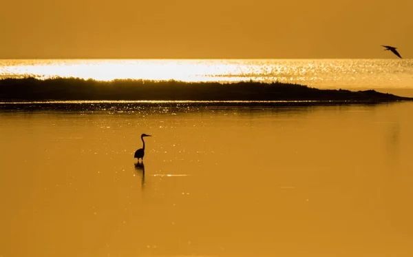 Silhouette Eines Reihers Der Vor Dem Hintergrund Des Sonnenuntergangs Wasser — Stockfoto