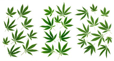 Beyaz arka planda izole edilmiş doğal kenevir yaprakları deseni.