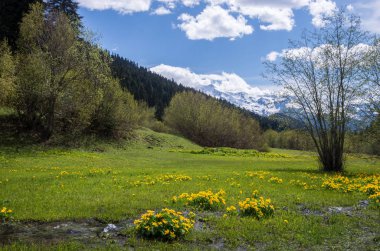 Karla kaplı dağlar çerçevede güneşli bir günde bir dağ vadisinde bir dere. Sarı çiçekli çayır.