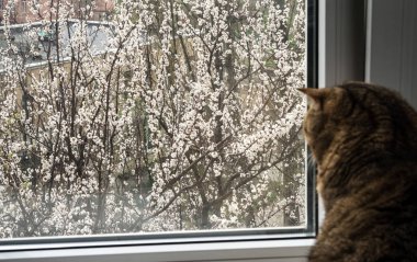 Çiçek açması meyve ağaçları pencerenin dışında. Bir kedi baharda pencerenin önünde oturur. Seçici odak.