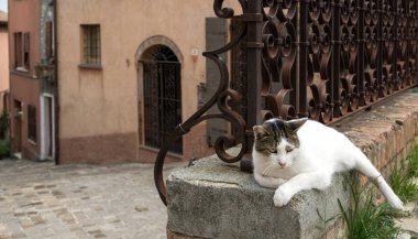 Şiddetli yetişkin kedi çit eski şehir parapetin üzerinde yalan.
