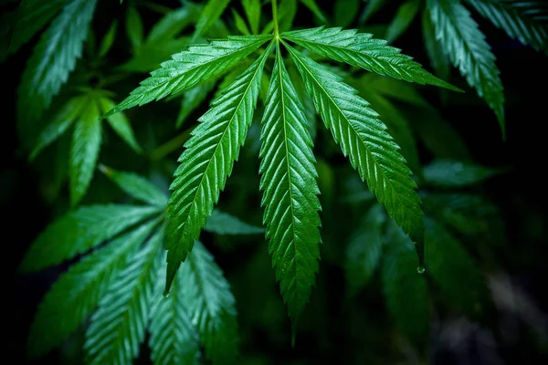 Cannabis Molhada Sai Depois Chuva Planta Maconha Brilhante Foco Seletivo — Fotografia de Stock