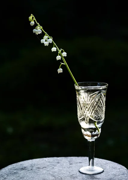 Maiglöckchen Blüte Einem Kristallglas Mit Dunklem Natürlichen Hintergrund — Stockfoto