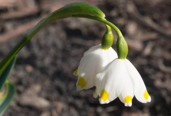 Śnieżynka Kwiat Kwiat Wiosna Naturalny Niewyraźne Tło — Zdjęcie stockowe