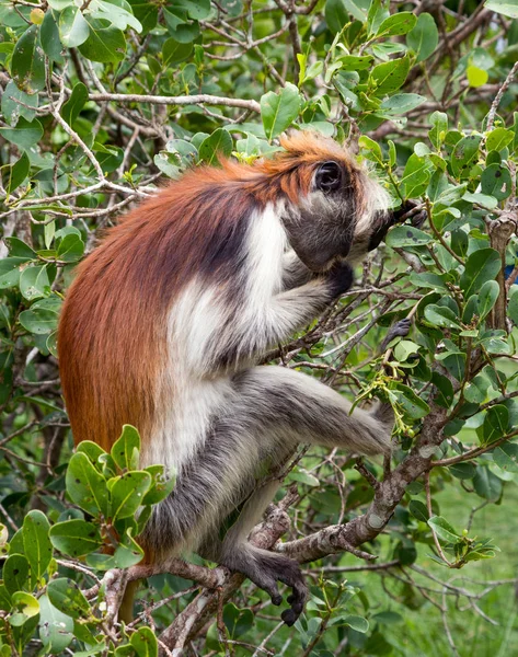 Monkey Sitting Branch Tree Kirk Red Colobus Africa Zanzibar Endemic — Stock Photo, Image