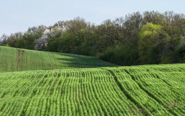 Field Hill Rows Grain Crops Background Spring Forest Selective Focus — Stock Photo, Image