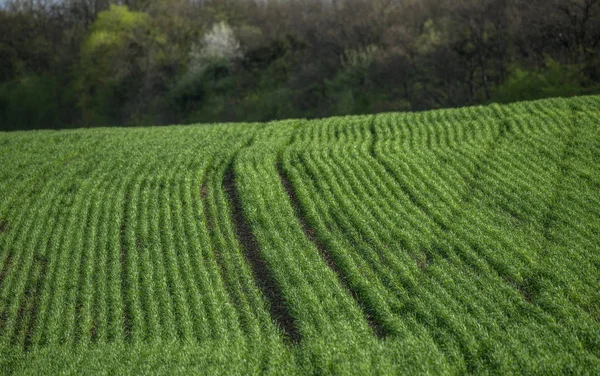 Feld Auf Einem Hügel Mit Reihen Von Getreidefeldern Vor Dem — Stockfoto