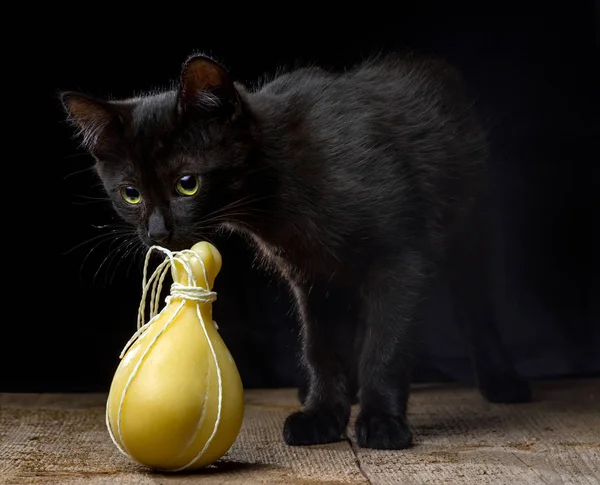 Zwart Katje Snuiven Typisch Italiaanse Kaas Caciocavallo Een Donkere Achtergrond — Stockfoto