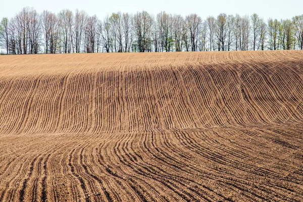 Plowed Field Hillside Background Row Trees Selective Focus — Stock Photo, Image