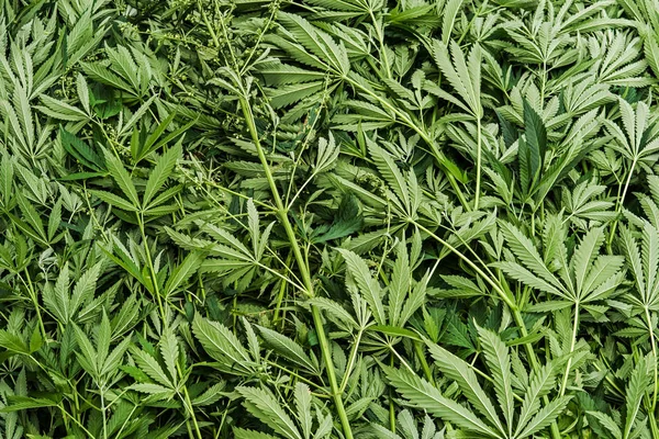 Illegale Marihuana Plantage Zerstört Liegende Cannabispflanzen — Stockfoto