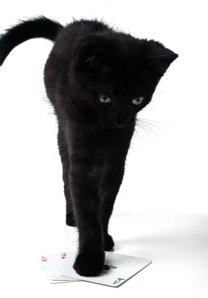 Zwart Katje Staande Speelkaarten Geïsoleerd Een Witte Achtergrond — Stockfoto