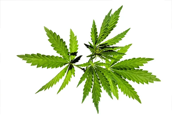 Wild Marijuana Plant Isolated White Background Selective Focus — Stock Photo, Image
