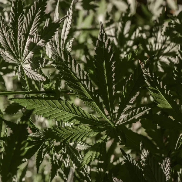 Φυτό Μαριχουάνα Που Φωτίζεται Από Φως Του Ήλιου Φυτά Κάνναβης — Φωτογραφία Αρχείου