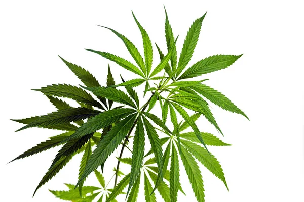 Planta Cannabis Aislada Sobre Fondo Blanco Enfoque Selectivo — Foto de Stock