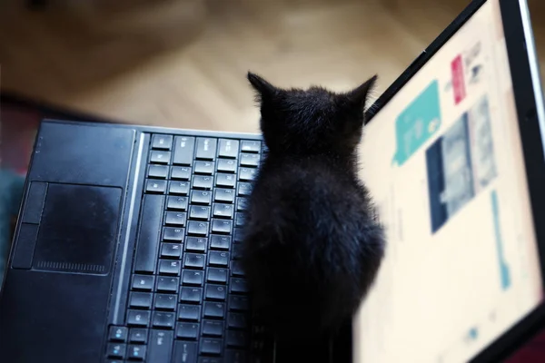 Een Kleine Zwarte Kitten Zit Een Laptop Selectieve Aandacht — Stockfoto