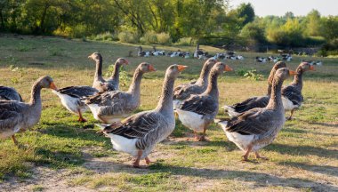 Yazın çayırda bir kaz sürüsü. Seçici odak. 