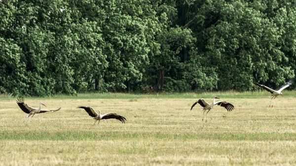 Hintergrund Des Waldes Hebt Ein Storchenschwarm Von Einem Abgeernteten Feld — Stockfoto