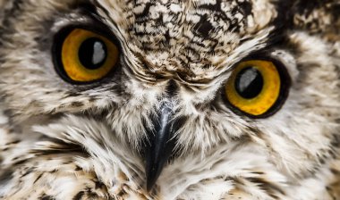 Bir baykuş Gaga ve turuncu gözleri yakından bakın. Seçici odak.