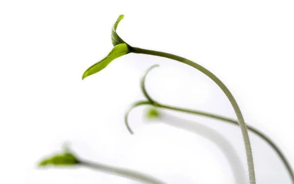 Diversi Germogli Pomodoro Isolati Sfondo Bianco Focus Selettivo — Foto Stock