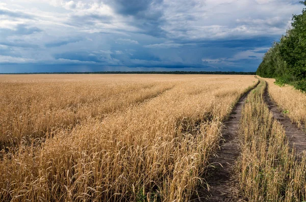 Champ Blé Mûrissant Oreilles Chemin Terre Contre Ciel Bleu Avec — Photo