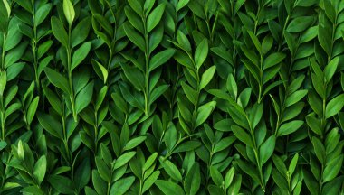 Yapraklardan ve ağaç dallarından bir desen. Doğal bitkisel doku.