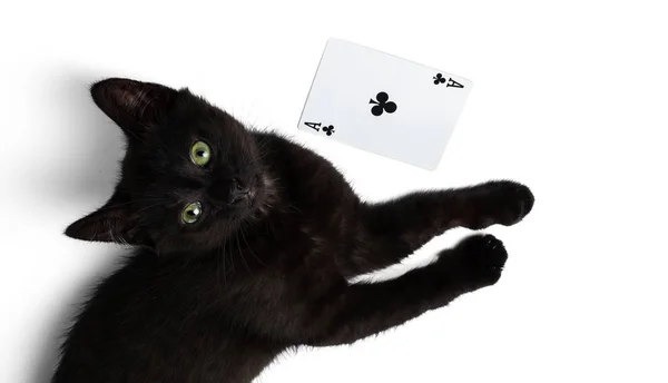 Black Kitten Ligt Buurt Van Club Ace Geïsoleerd Een Witte — Stockfoto