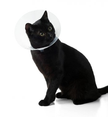 Koruyucu veteriner tasmalı genç siyah kedi. Beyaz arkaplanda izole.