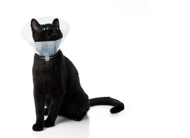 Plastik koruyucu veteriner yaka genç siyah kedi. Beyaz arka planda yalıtılmış.