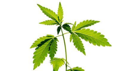 Genç bir esrar fabrikası. Beyaz arka planda yalıtılmış.