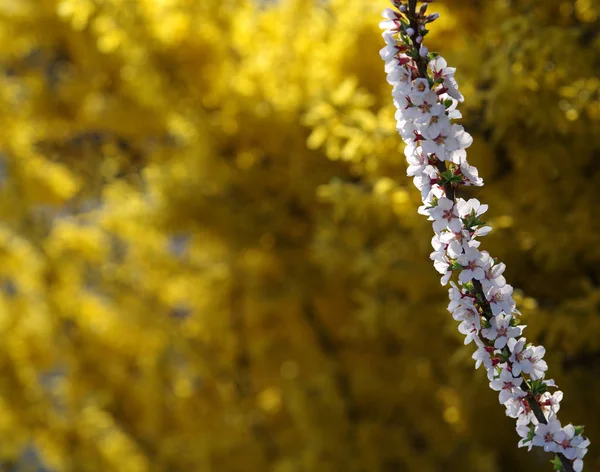 Ramo Florido Uma Árvore Fruto Fundo Arbusto Com Flores Amarelas — Fotografia de Stock
