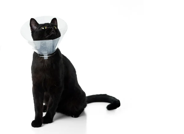 Jonge Zwarte Kat Een Plastic Beschermende Veterinaire Kraag Geïsoleerd Witte — Stockfoto