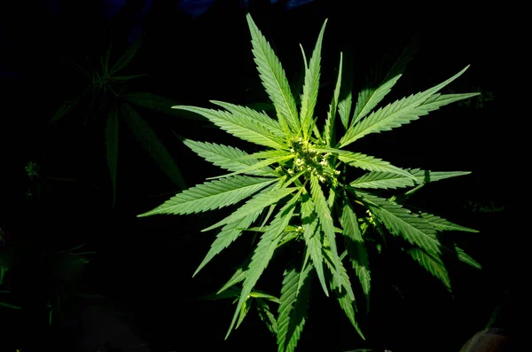Blooming Plant Cannabisilluminated Bright Sun Natural Dark Background Selective Focus — Stock Photo, Image