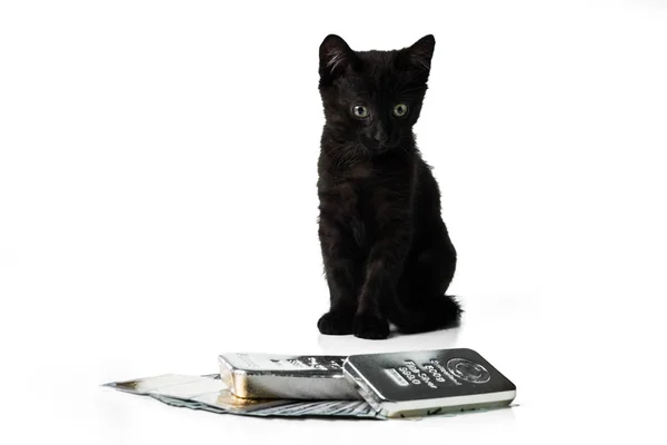 Zengin Kedicik Siyah Bir Kedi Yavrusu Altın Gümüş Barlar Nakit — Stok fotoğraf