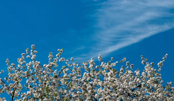 Árvore Maçã Florescente Primavera Contra Contexto Céu Azul Brilhante — Fotografia de Stock