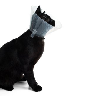 Koruyucu veteriner tasmalı genç siyah kedi. Beyaz arkaplanda izole.