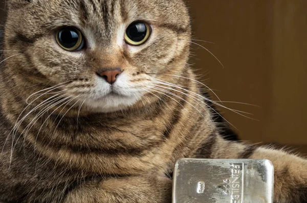 Een Rijke Kat Cat Head Buurt Van Silver Bar Met — Stockfoto