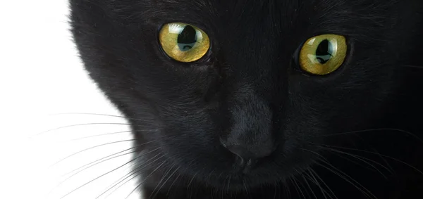 Olhos Gato Preto Perto Fundo Branco — Fotografia de Stock