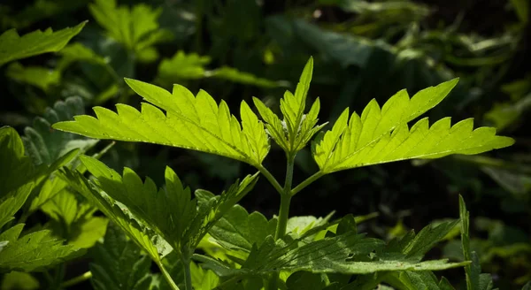 Parte Superior Planta Cannabis Sobre Fondo Natural Borroso Enfoque Selectivo — Foto de Stock