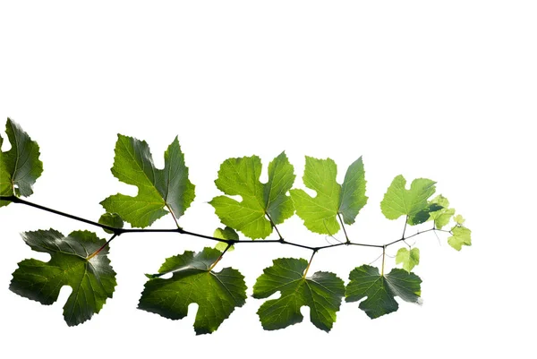 Grape Vine Brightly Lit Isolated White Background — Stock Photo, Image