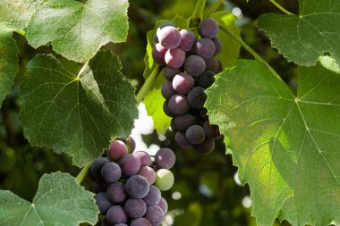 Isabella üzümlerinin olgunlaşması güneşle aydınlatılır. Seçici odaklama.