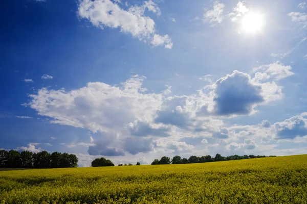 The sun shines in the sky over the yellow field of flowering canola.