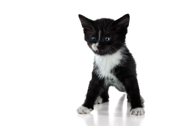 Pequeno Gatinho Preto Branco Mewing Sobre Fundo Branco — Fotografia de Stock