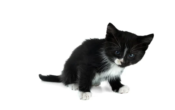 Küçük Siyah Beyaz Kedi Yavrusu Beyaz Bir Arka Plan Üzerinde — Stok fotoğraf