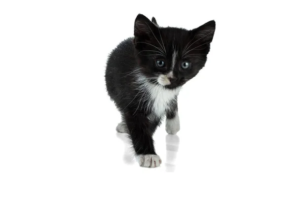 Kleine Zwart Wit Pluizig Kitten Gaat Een Witte Achtergrond — Stockfoto