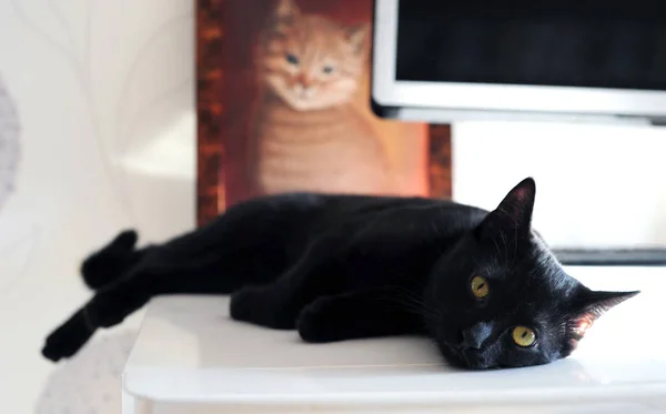 Fekete Macska Fekszik Háttérben Egy Elmosódott Képet Egy Macska Szelektív — Stock Fotó
