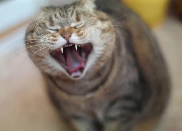 Katten Gäspar Suddig Bakgrund Katt Med Munnen Vidöppen Selektivt Fokus — Stockfoto